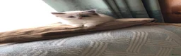 Ragdoll cats for sale: Beautiful Ragdoll kittens  - Advert 15