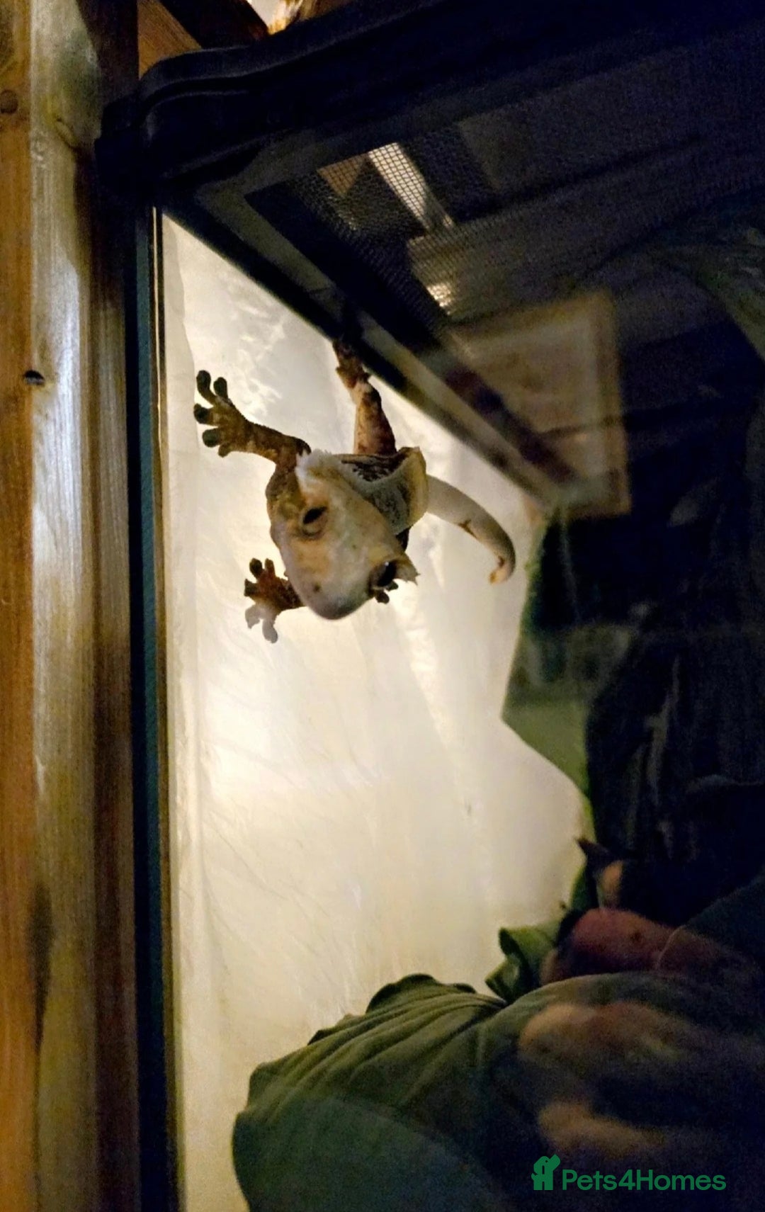 Gecko reptiles for sale: 2x Crested Geckos & Setup (1 male 1 female) - Image 3