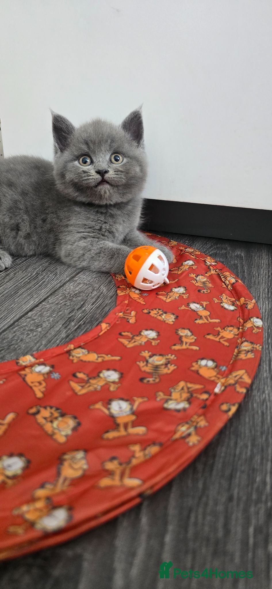 British Shorthair cats Beautiful British Shorthair Kittens 🐾 - Advert 18