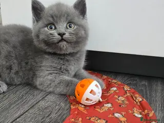 British Shorthair cats Beautiful British Shorthair Kittens 🐾 - Advert 18