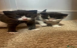 Domestic Shorthair cats for sale: Domestic short hair kitten  - Image 4
