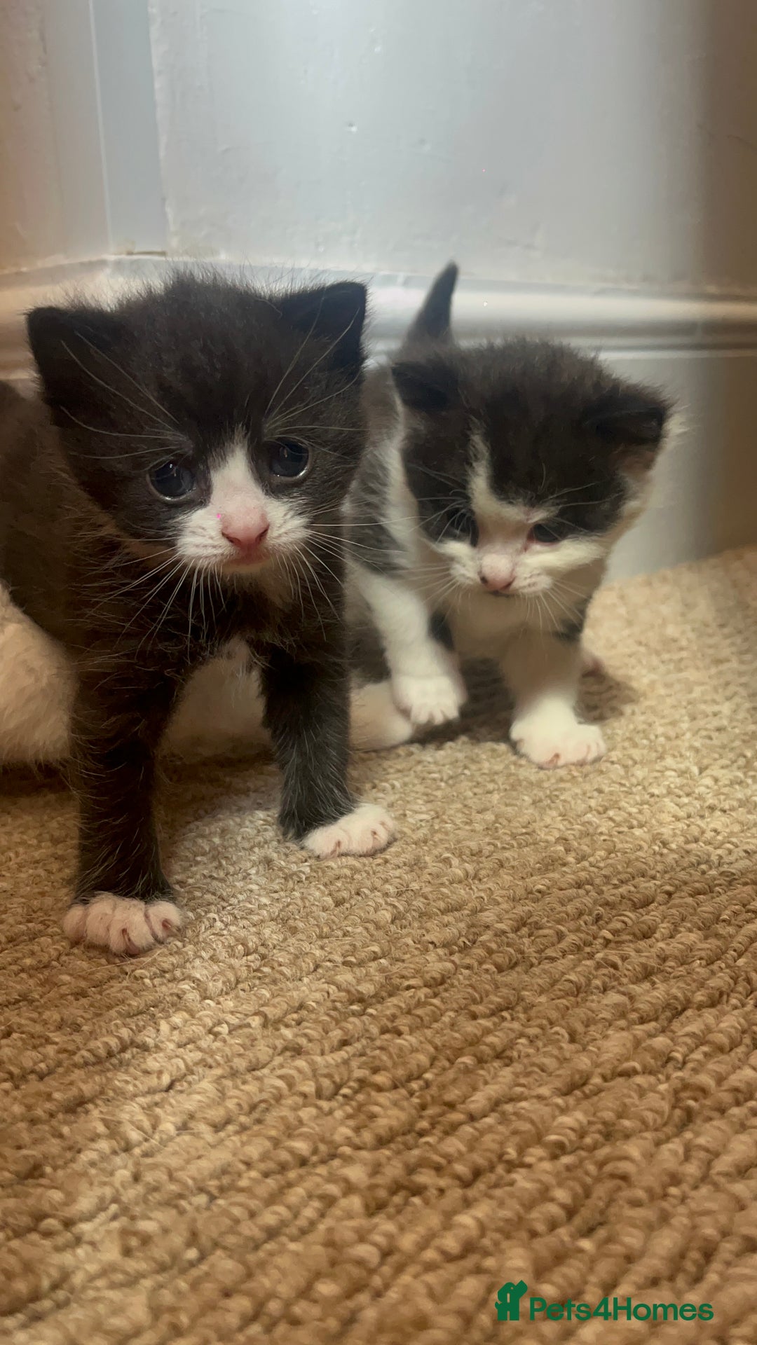 Domestic Shorthair cats for sale: Domestic short hair kitten  - Image 4