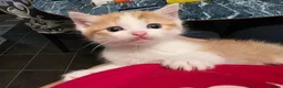 Mixed Breed cats for sale: Beautiful kittens looking for forever home - Advert 6