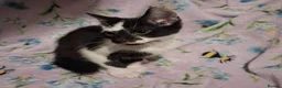 Mixed Breed cats for sale: Beautiful Kittens for sale in Mansfield - Advert 4