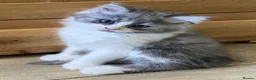 Mixed Breed cats for sale: Beautiful fluffy kittens available  - Advert 20