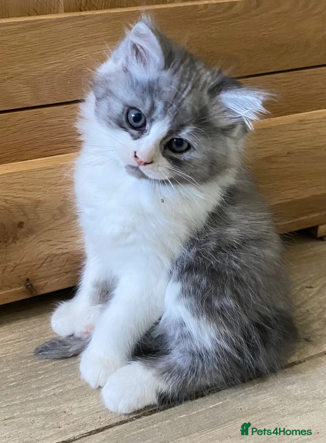 Mixed Breed cats for sale: Beautiful fluffy kittens available  - Advert 20