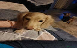 Miniature Dachshund dogs for sale: READY, KC REG PRA CLEAR CREAM MINI L HAIRED DAXI - Image 25
