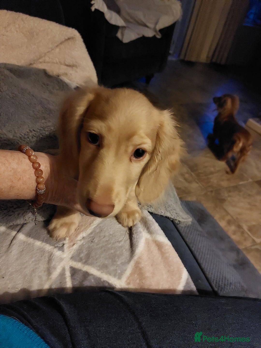 Miniature Dachshund dogs for sale: READY, KC REG PRA CLEAR CREAM MINI L HAIRED DAXI - Image 25