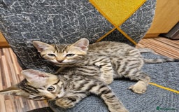 Bengal cats for sale: Bengal girls - Image 3