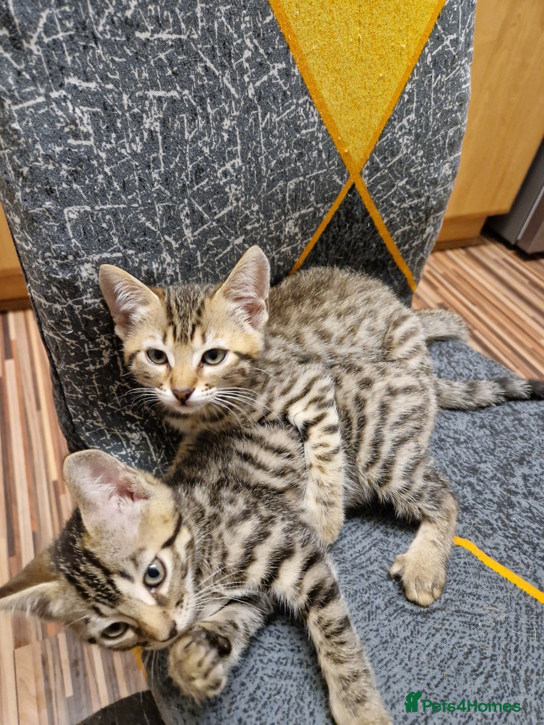 Bengal cats for sale: Bengal girls - Image 3