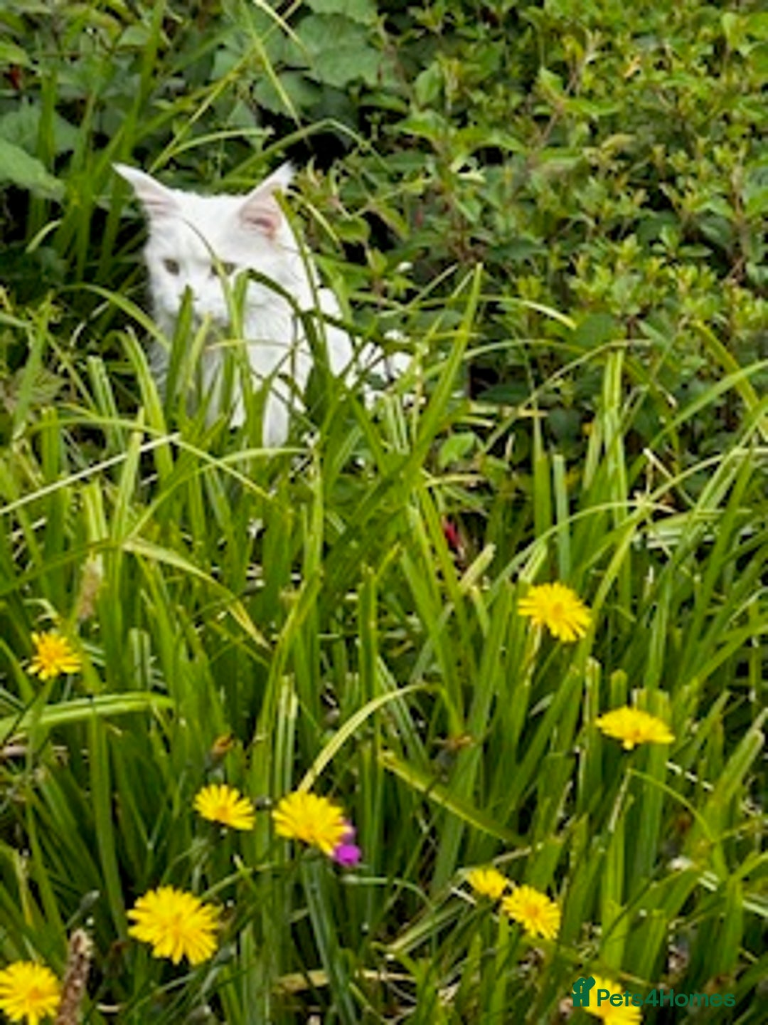 Maine Coon cats for sale: Beautiful White Maine Coon Male 6 Years Old £830  - Advert 14