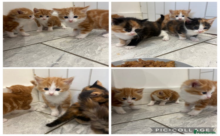 Mixed Breed cats - Advert 1