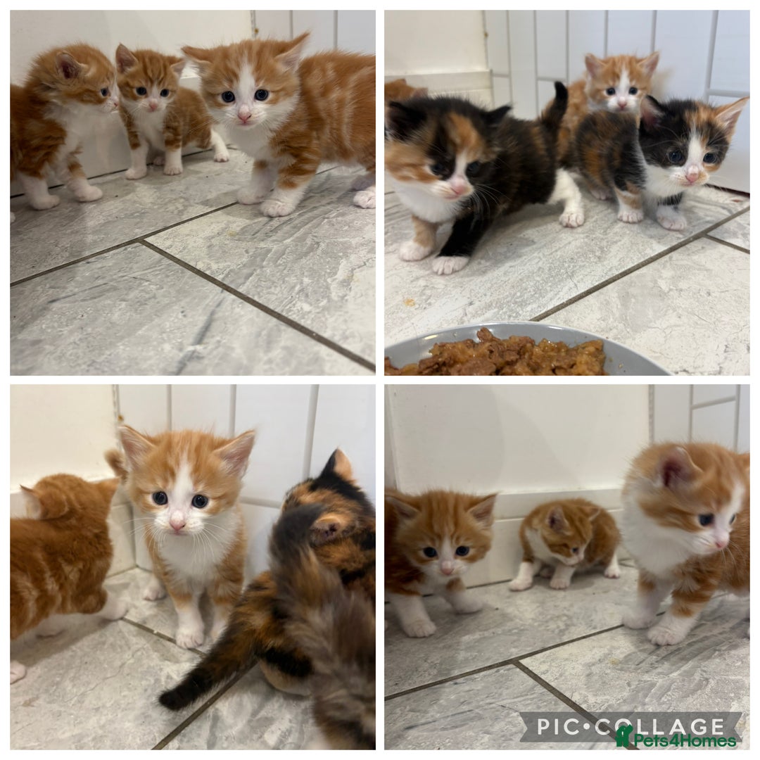 Mixed Breed cats for sale: 5 Beautiful Ragdoll/Tabby Kittens  - Image 1