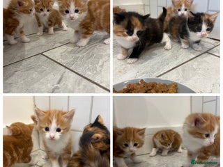 Mixed Breed cats - Advert 30