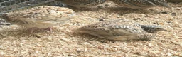 Quail poultry for sale: Trios of Quail - Advert 3
