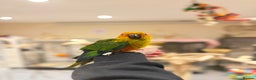 Budgerigars birds for sale: Baby Sun Conure - Advert 3