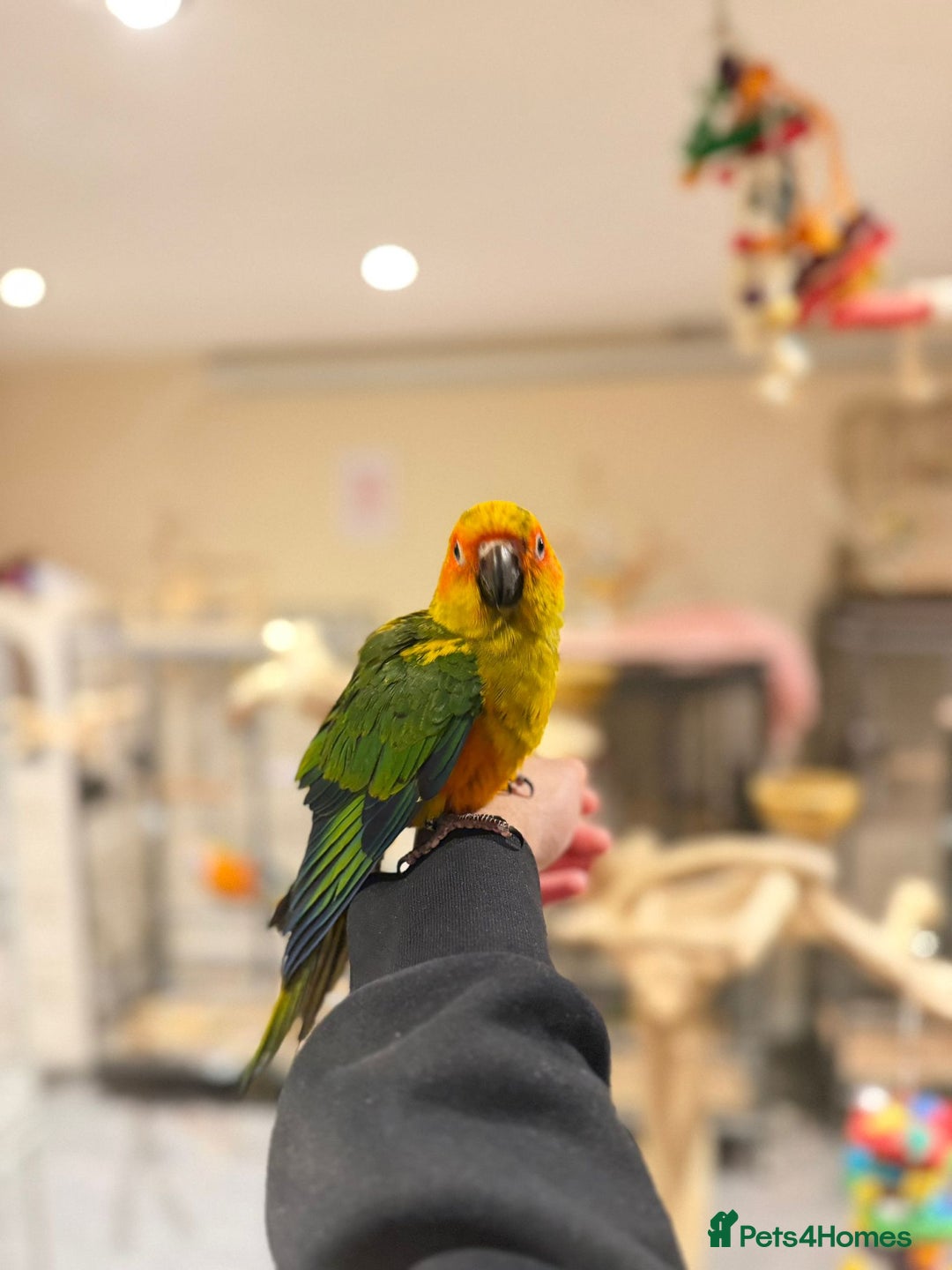 Budgerigars birds for sale: Baby Sun Conure - Advert 3