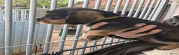 Dachshund dogs for sale: Wired Hair Dachshund Teckle Puppies - Advert 32