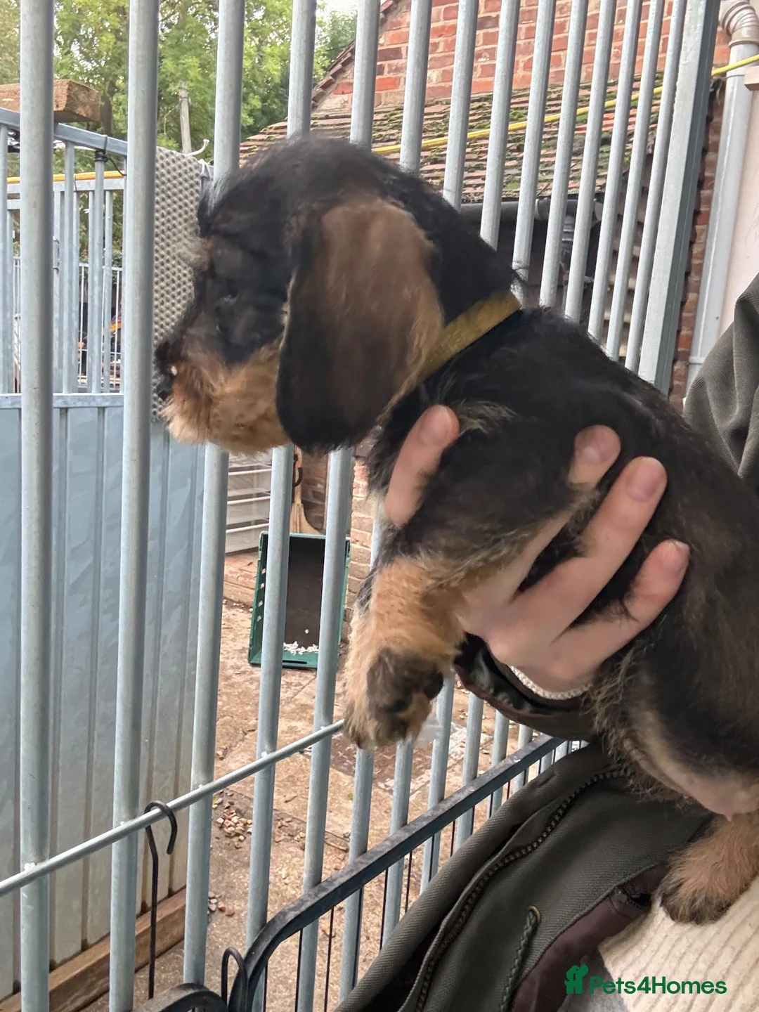 Dachshund dogs for sale: Wired Hair Dachshund Teckle Puppies - Advert 32