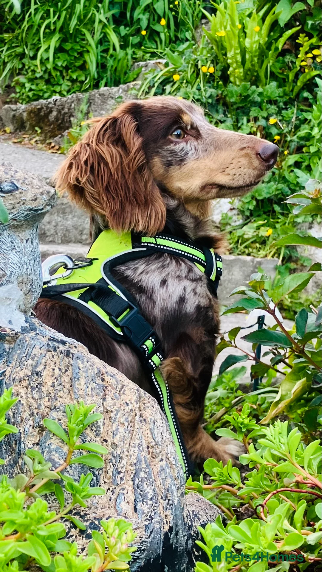 Miniature Dachshund dogs for stud: KC Reg Long Haired Choc Dapple Miniature Dachshund in Gunnislake - Advert 21