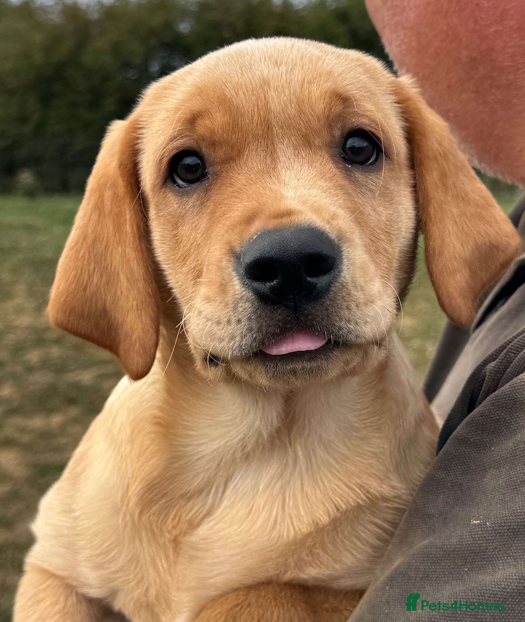 Labrador Retriever dogs Ready Boy - Fully health tested parents KC 💛🧡 - Advert 1