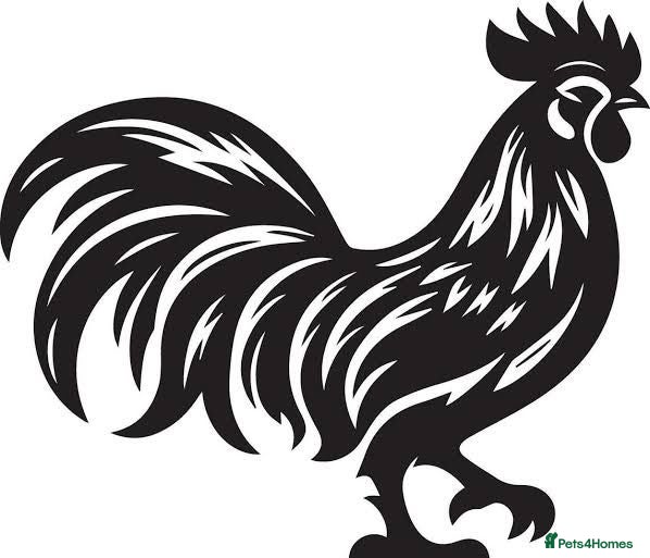 Chickens poultry AYAM CEMANI - Advert 10