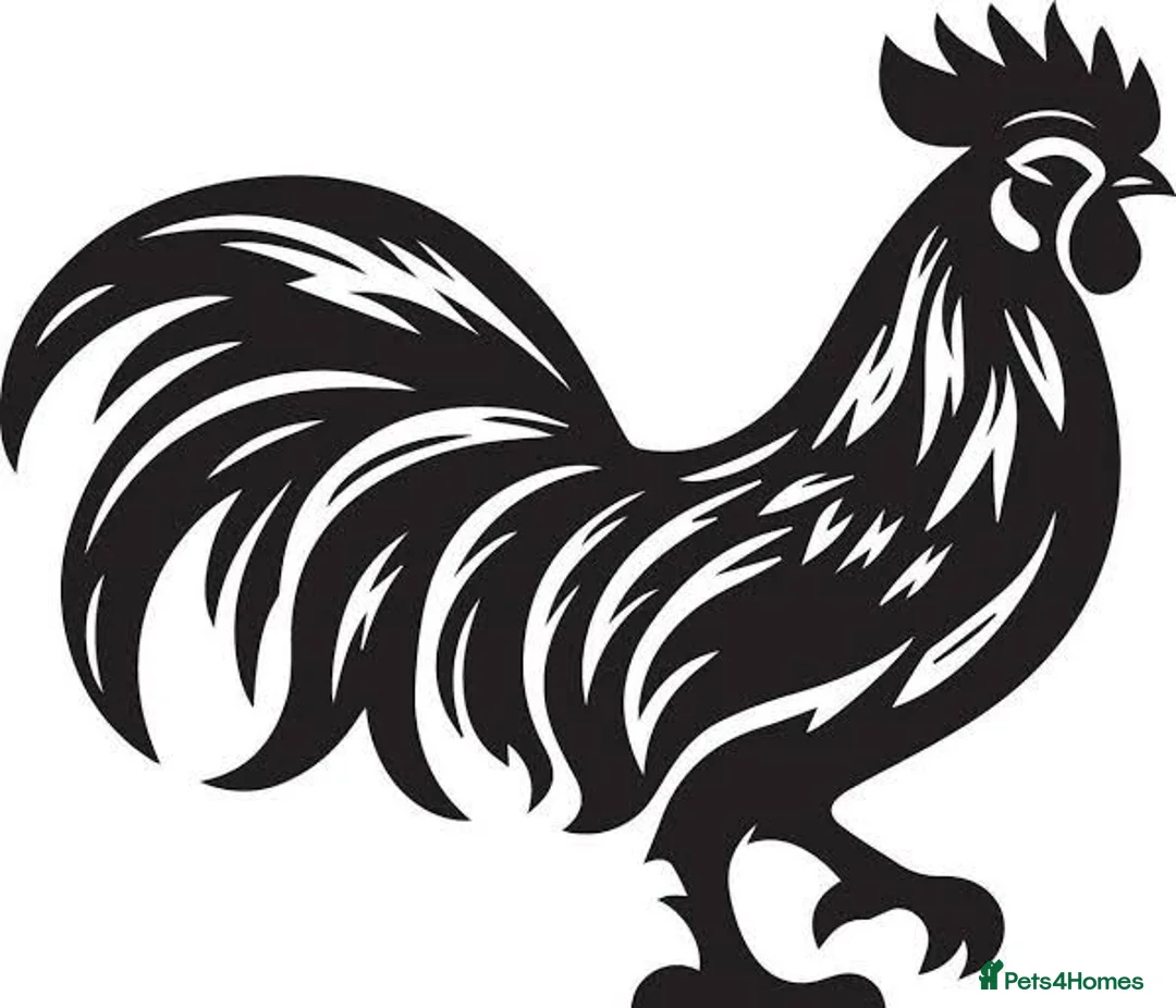 Chickens poultry for sale: AYAM CEMANI in Bolton - Advert 1
