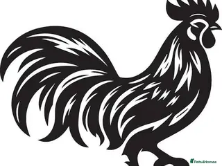Chickens poultry AYAM CEMANI - Advert 10