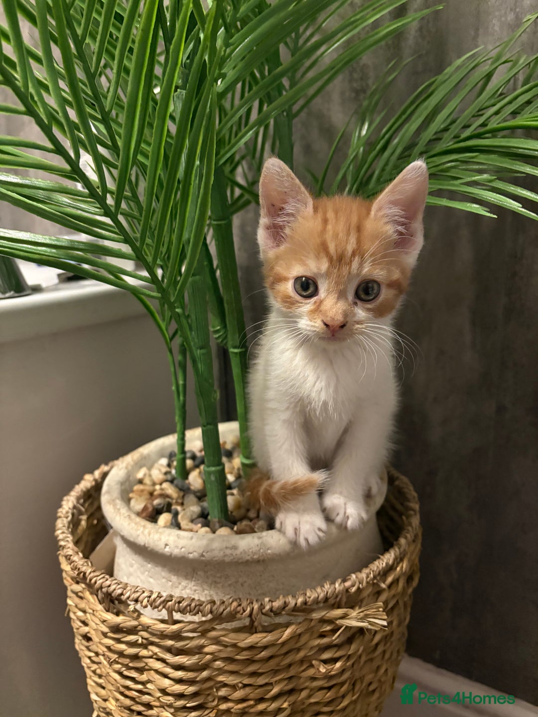 Aegean cats for sale: Aegean Kittens are looking for new home - Image 9