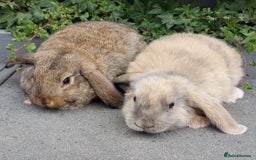 Mini Lop rabbits for sale: Mini lop baby rabbits - Image 3