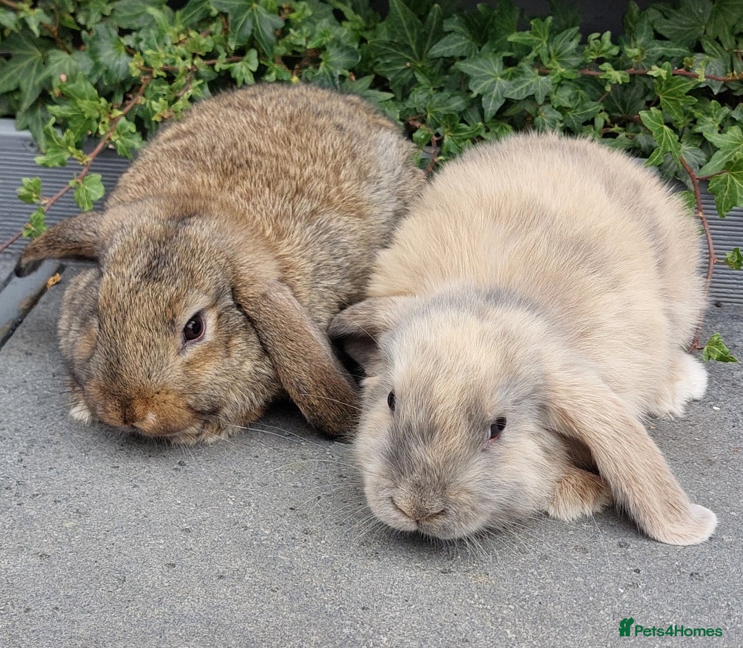 Mini Lop rabbits for sale: Mini lop baby rabbits - Image 3
