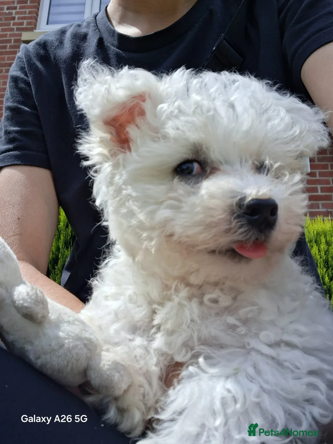 Bichon Frise dogs for sale:  Bichon Frise Female Puppy for Sale - Advert 2