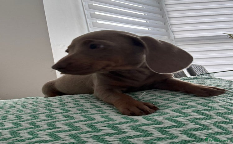 Miniature Dachshund dogs - Advert 14