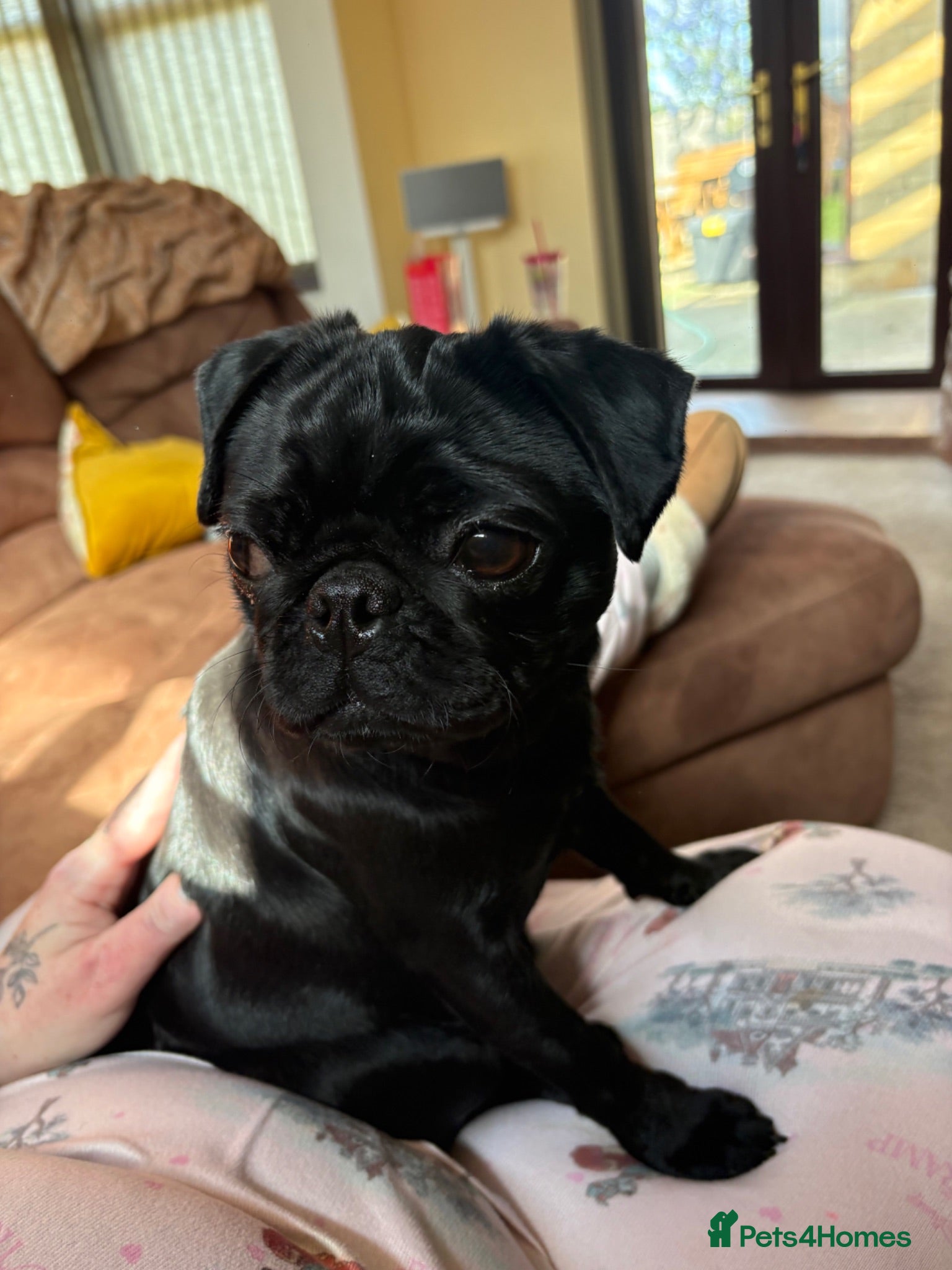Pug dogs Jessie 1 year old pug  - Advert 11