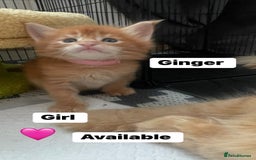 Maine Coon cats for sale: Maine Coon Kittens – Ready 18th October 🏡 - Image 5