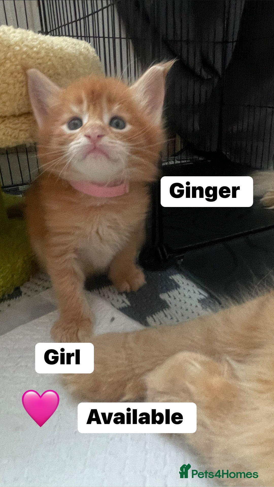 Maine Coon cats for sale: Maine Coon Kittens – Ready 18th October 🏡 - Image 5