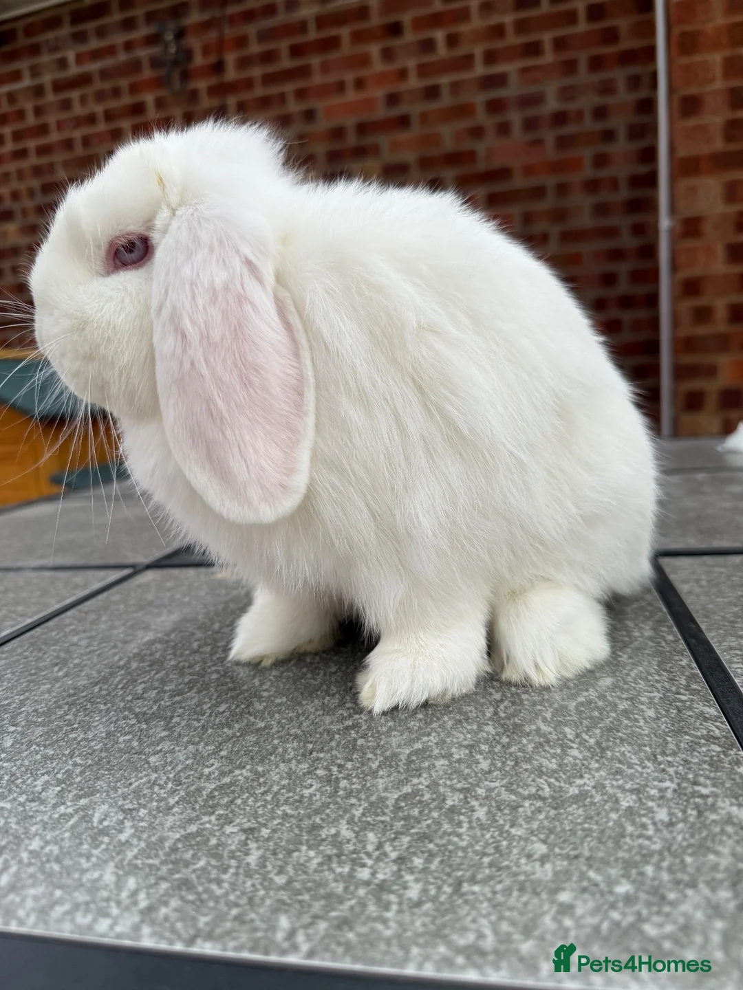 Dwarf Lop rabbits for sale: White dwarf lop girl  - Advert 2