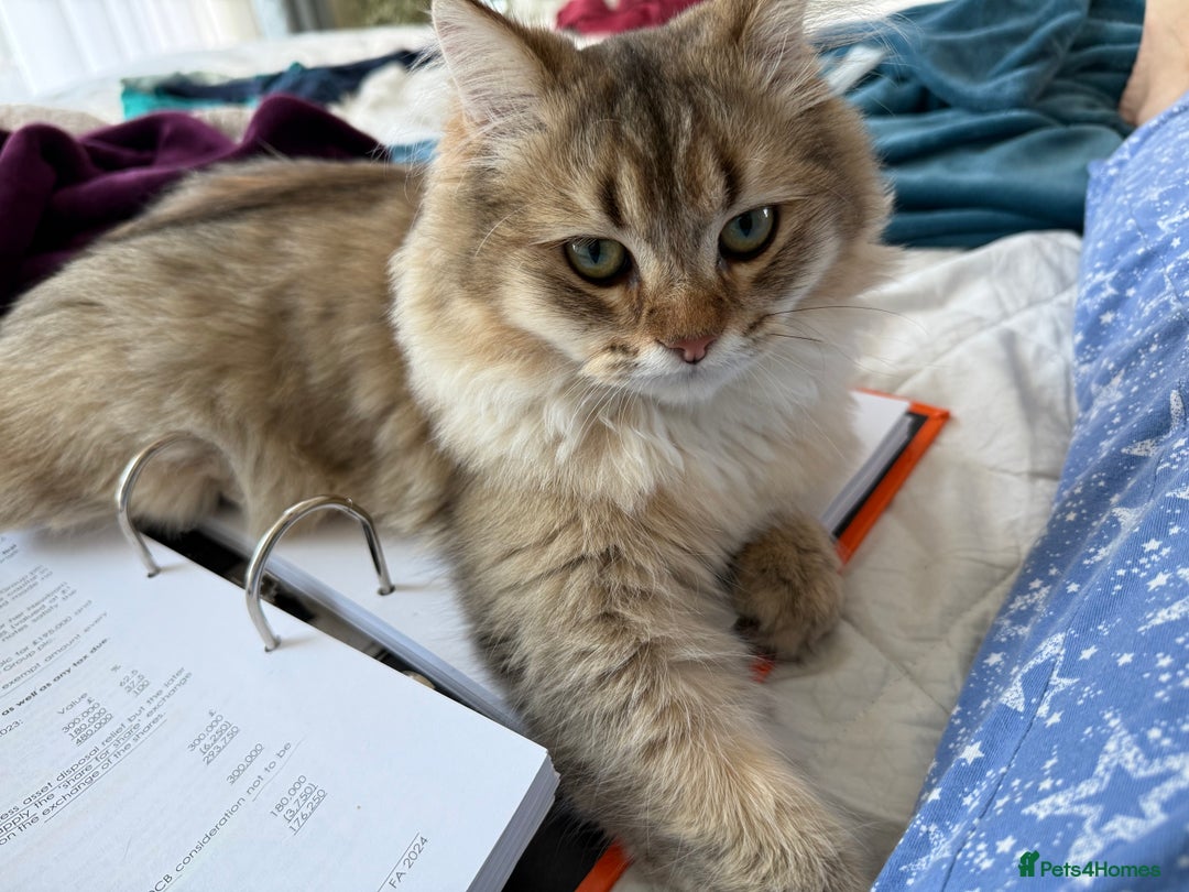 British Longhair cats for sale: British Longair and Shorthair Kittens for sale - Image 13