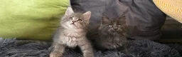 Maine Coon cats for sale: Maine coon kitten  - Advert 15