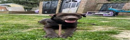 Labrador Retriever dogs for stud: Chocolate Labrador Stud  - Advert 4