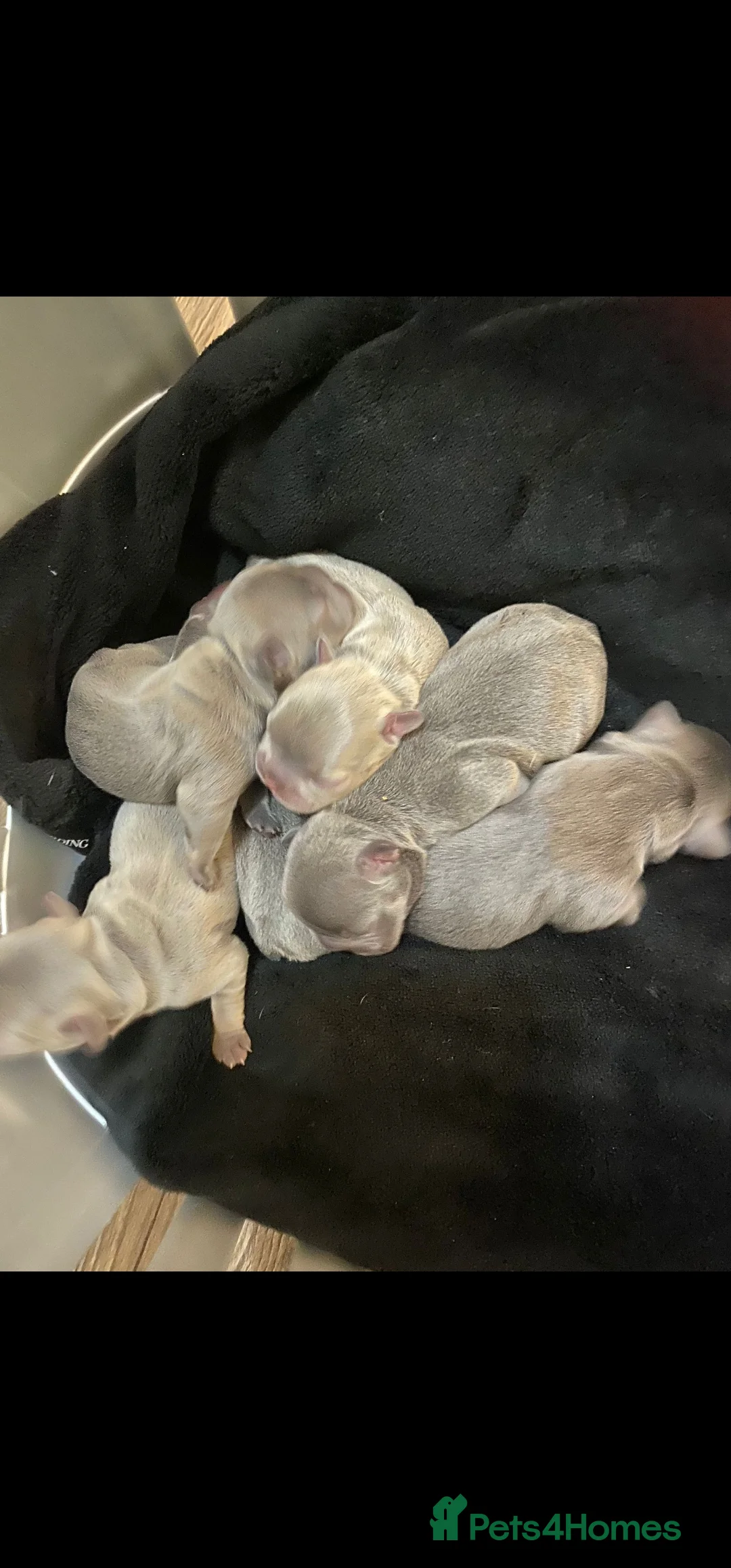 French Bulldog dogs for stud: 🦍SHORTTY🦍 SPECIAL OFFER WON'T GET CHEAPER 🔥🔥 in Northampton - Advert 16