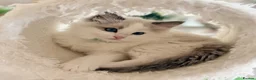 Ragdoll cats for sale: Beautiful fluffy TICA Ragdoll babies from champion - Advert 7