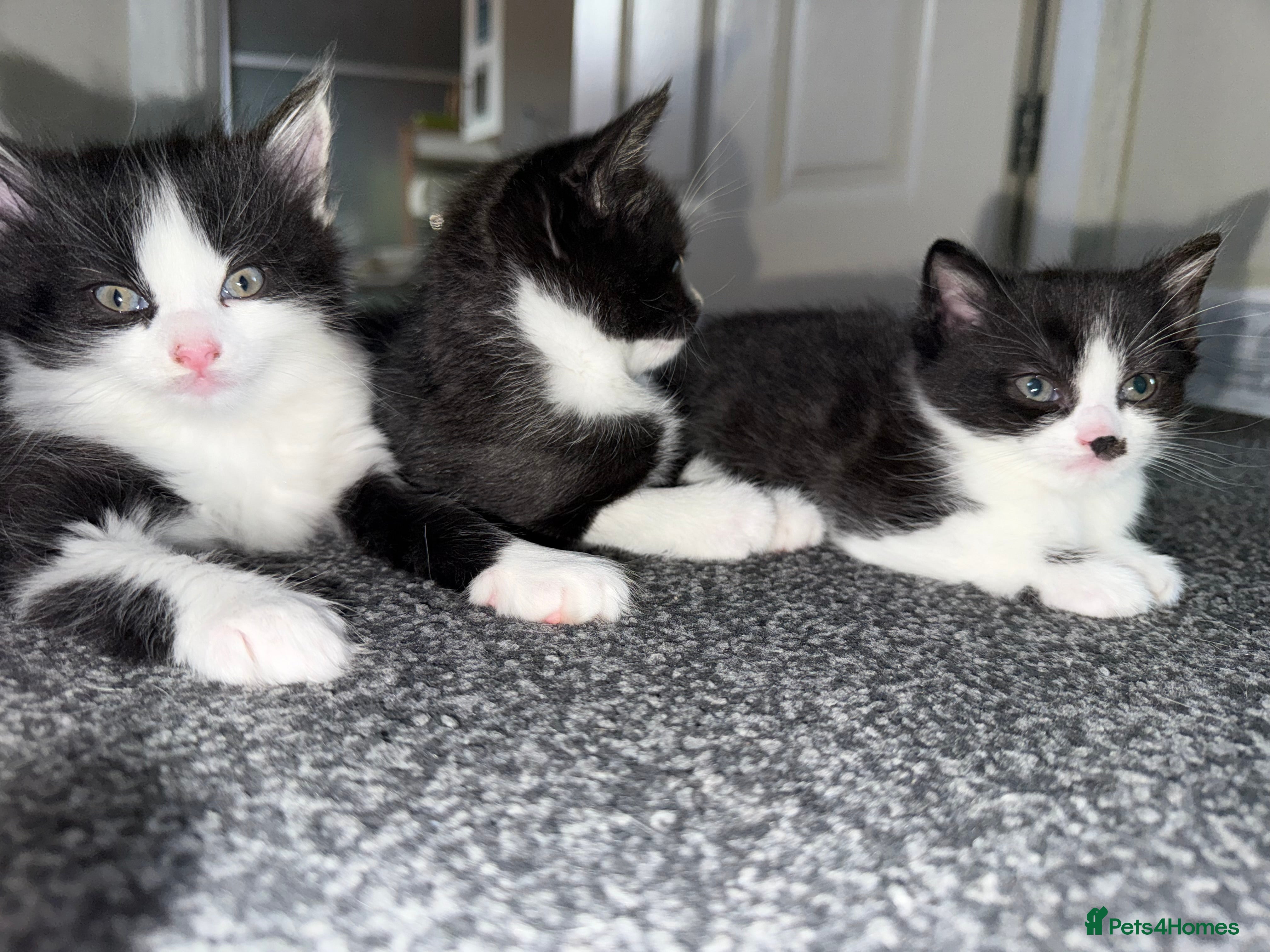 Mixed Breed cats 3 beautiful kittens - Advert 1