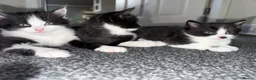 Mixed Breed cats for sale: 3 beautiful kittens - Advert 1