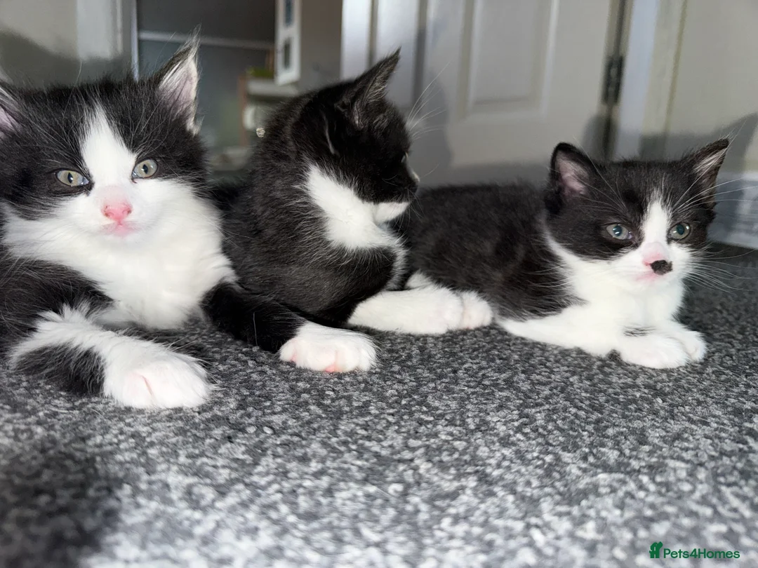 Mixed Breed cats for sale: 3 beautiful kittens - Advert 1