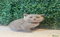British Shorthair cats for sale: 💕British Shorthair Blue Kittens💕 - Image 18