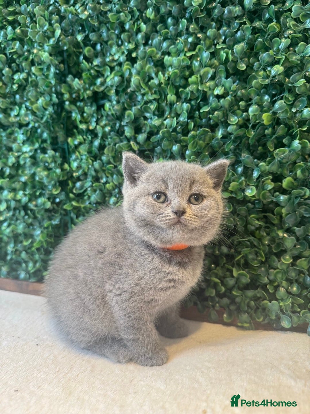 British Shorthair cats for sale: 💕British Shorthair Blue Kittens💕 - Image 18