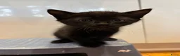 Mixed Breed cats for sale:      5 Beautiful Tabby Kittens Looking For Homes in Morden - Advert 9