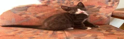 Mixed Breed cats for sale: Adorable Kitten  - Advert 5