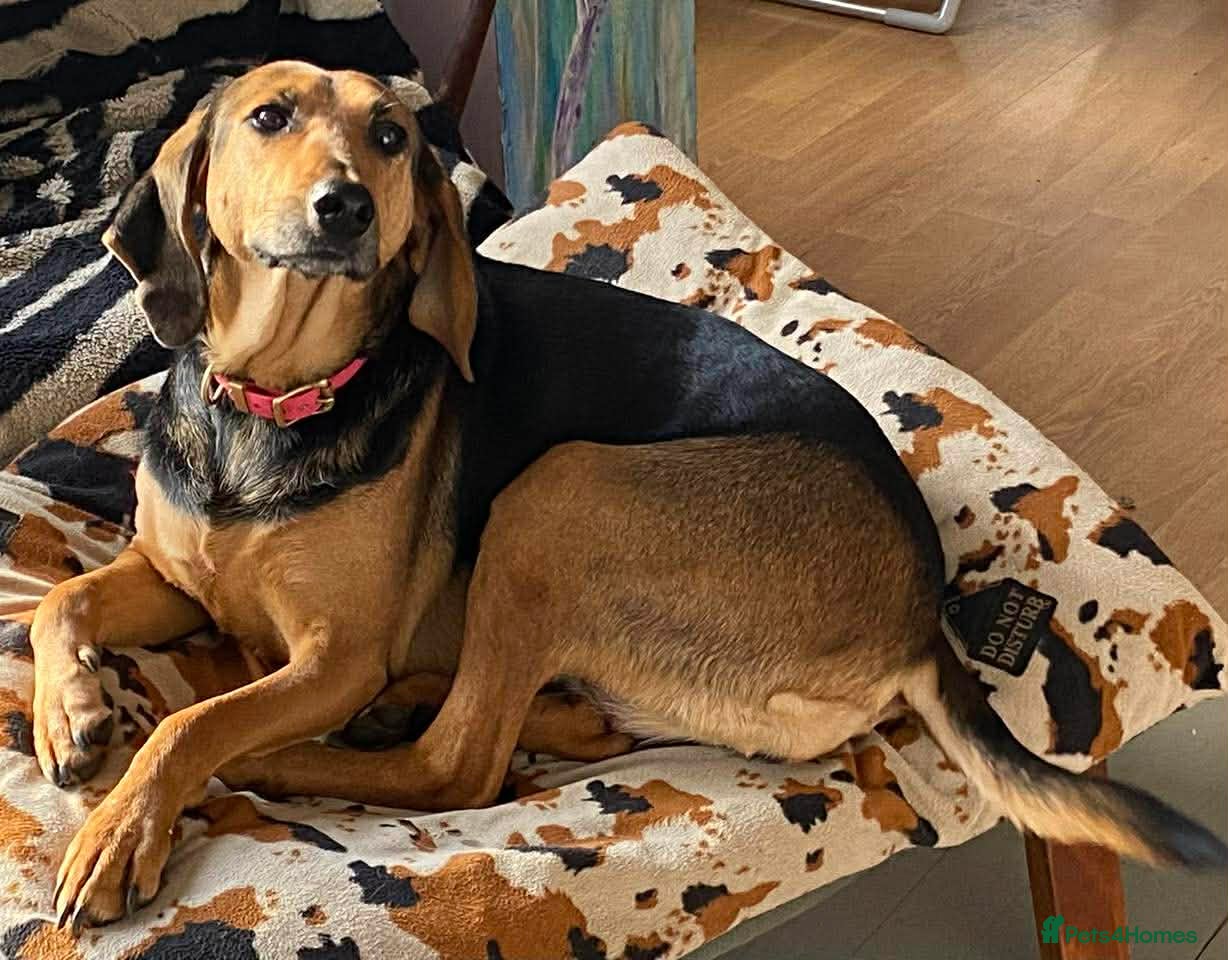 Mixed Breed dogs Bonnie is a beautiful 4.5 year old Jura - Advert 3